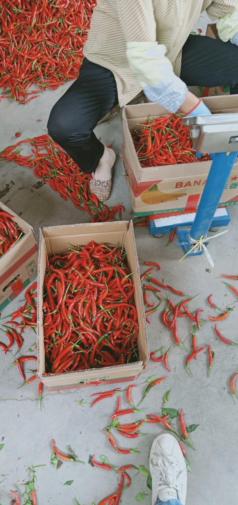 河南艳红辣椒大量上市