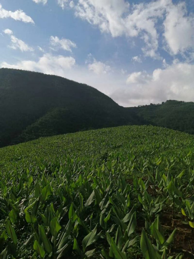 云南郁金鲜货，干货，价格便宜