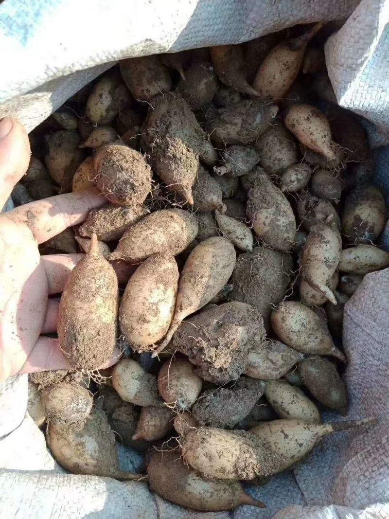 云南郁金鲜货，干货，价格便宜