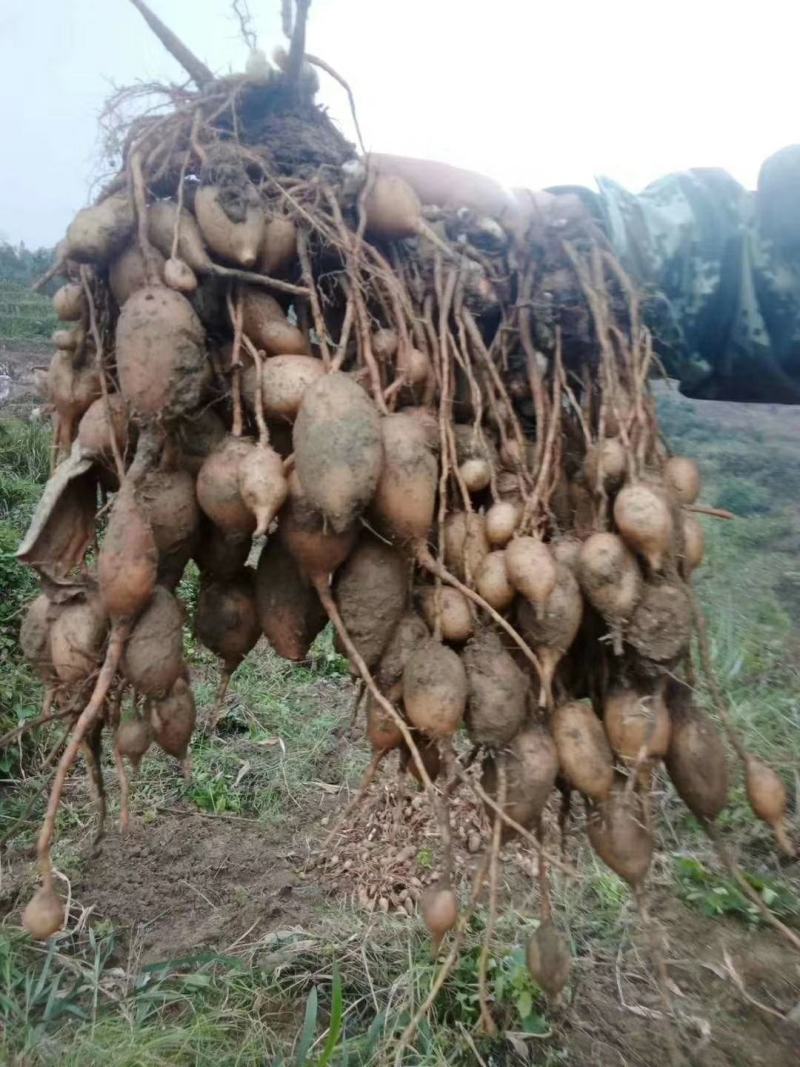 云南郁金鲜货，干货，价格便宜