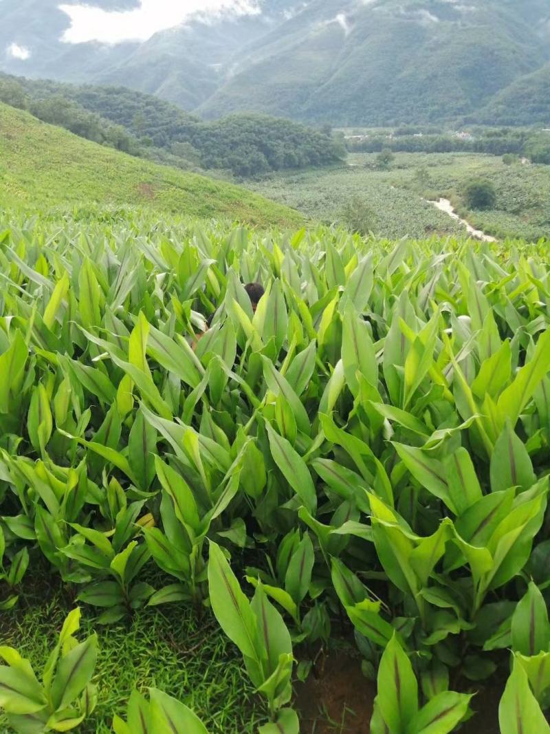 云南郁金鲜货，干货，价格便宜