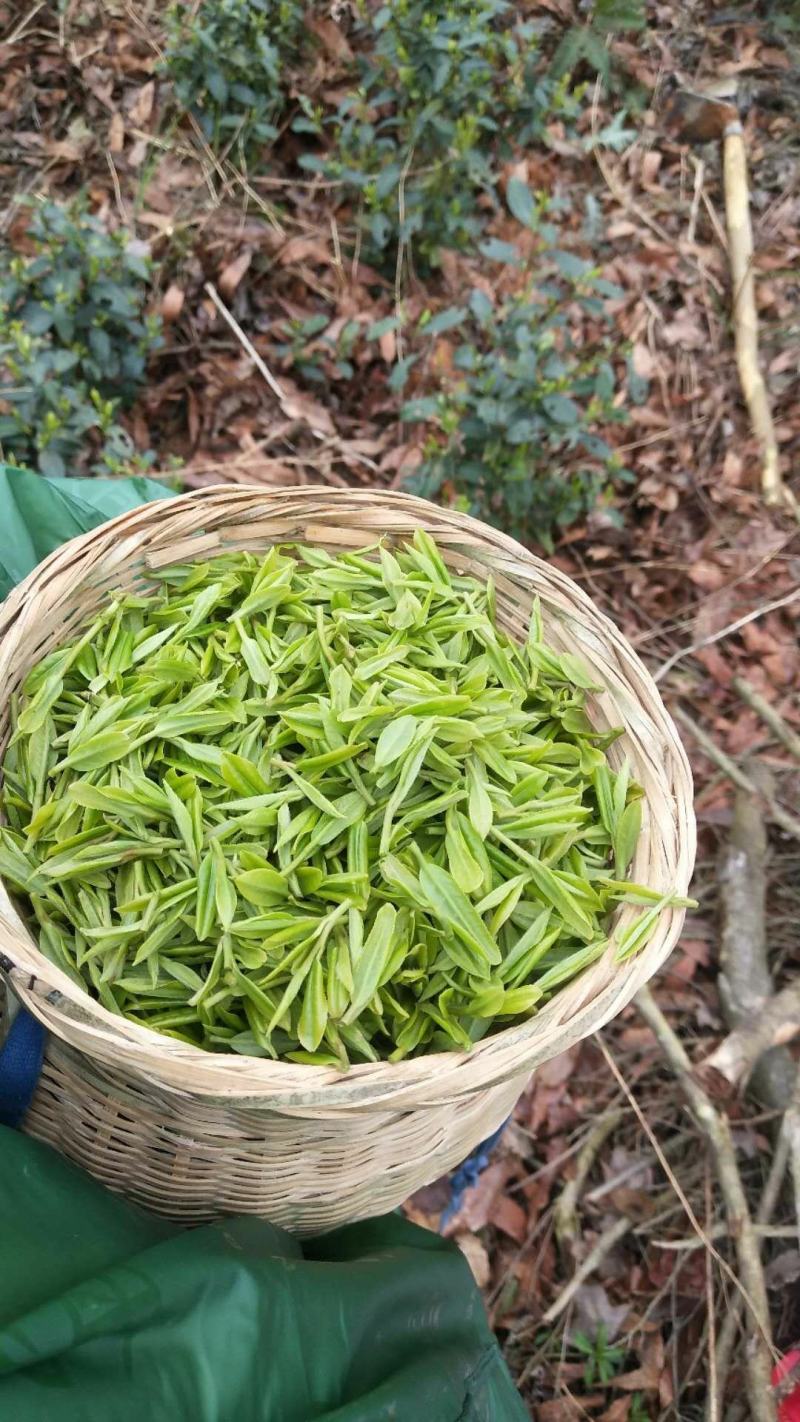 新货明前嫩芽龙井茶叶、新鲜春茶、高山鲜茶叶、龙井绿茶红茶