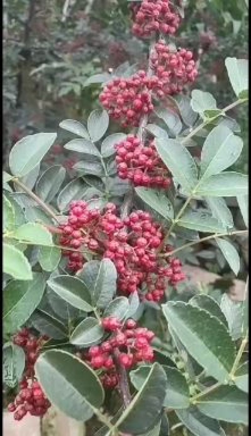 贡椒，扶贫助农，花椒