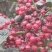 贡椒，扶贫助农，花椒