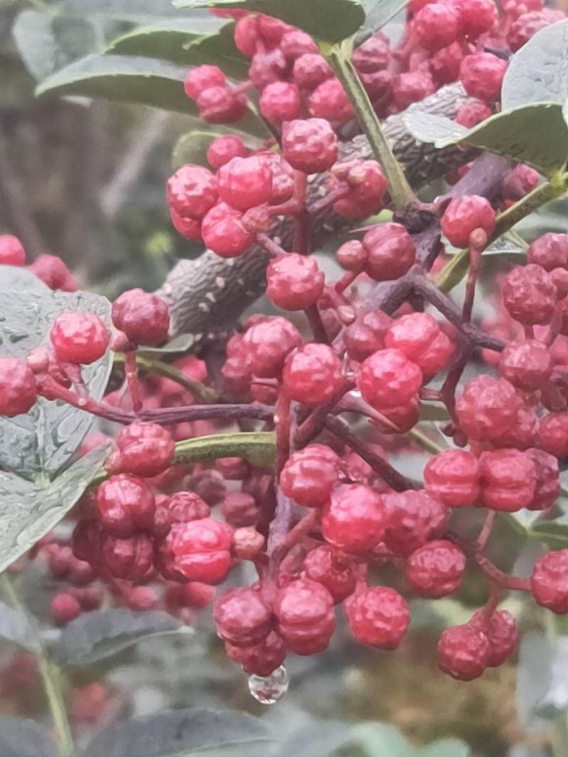 贡椒，扶贫助农，花椒