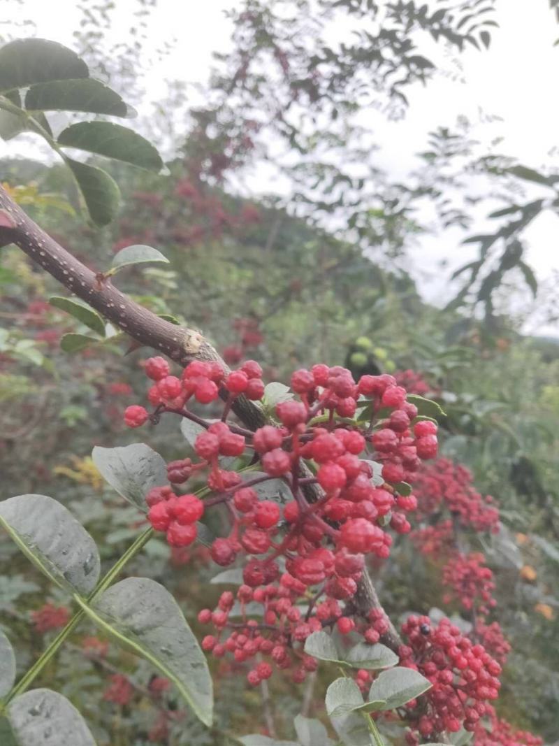 贡椒，扶贫助农，花椒