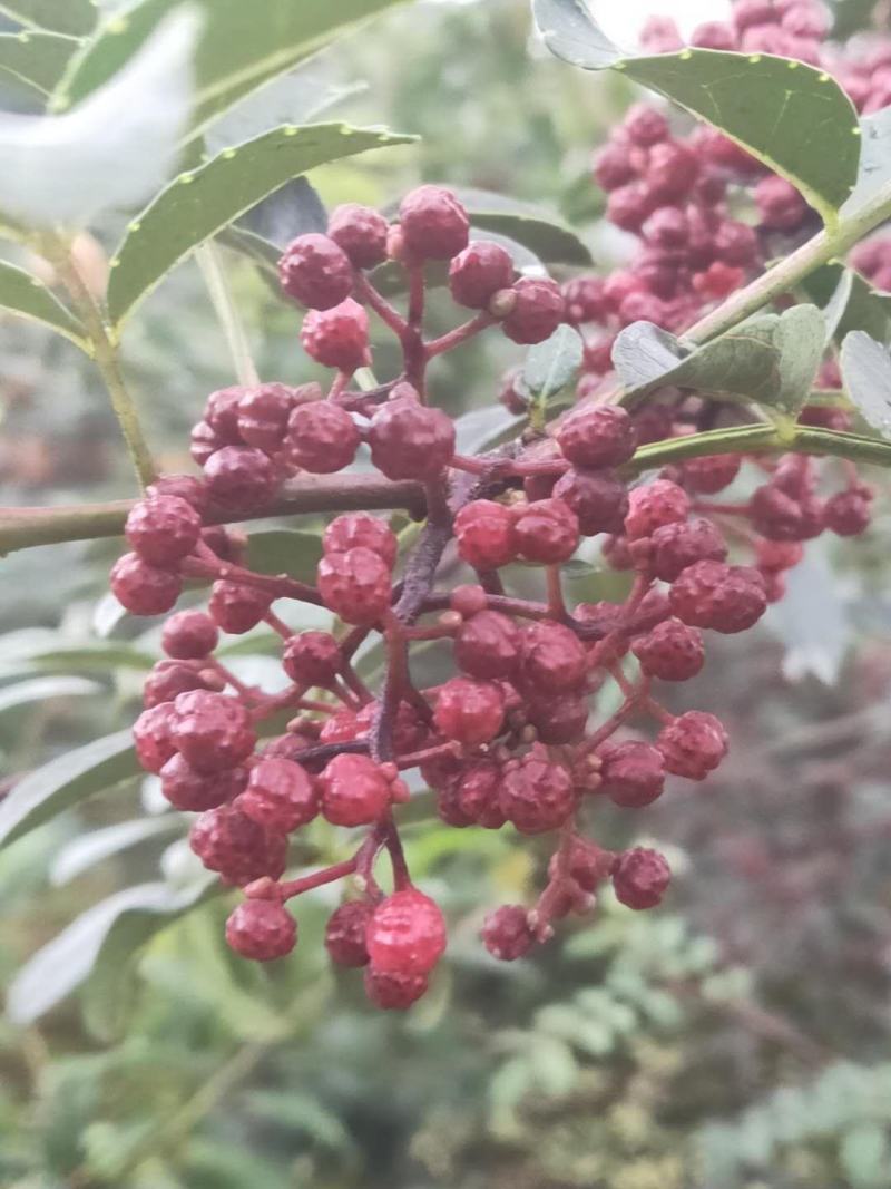 贡椒，扶贫助农，花椒