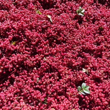 贡椒，扶贫助农，花椒
