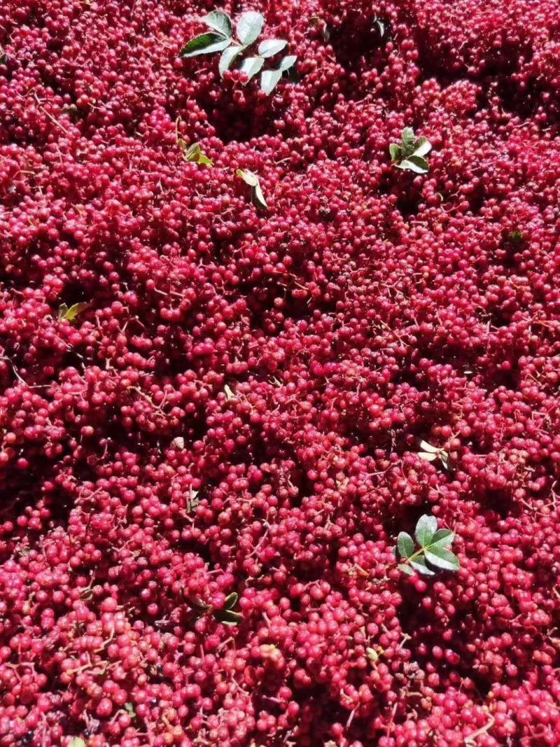 贡椒，扶贫助农，花椒