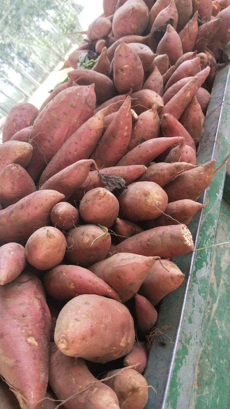 河南万亩红薯，精品西瓜红蜜薯，电商市场超市档口产地直发