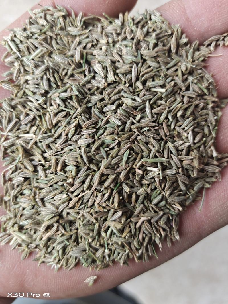 甘肃省酒泉市精品孜然