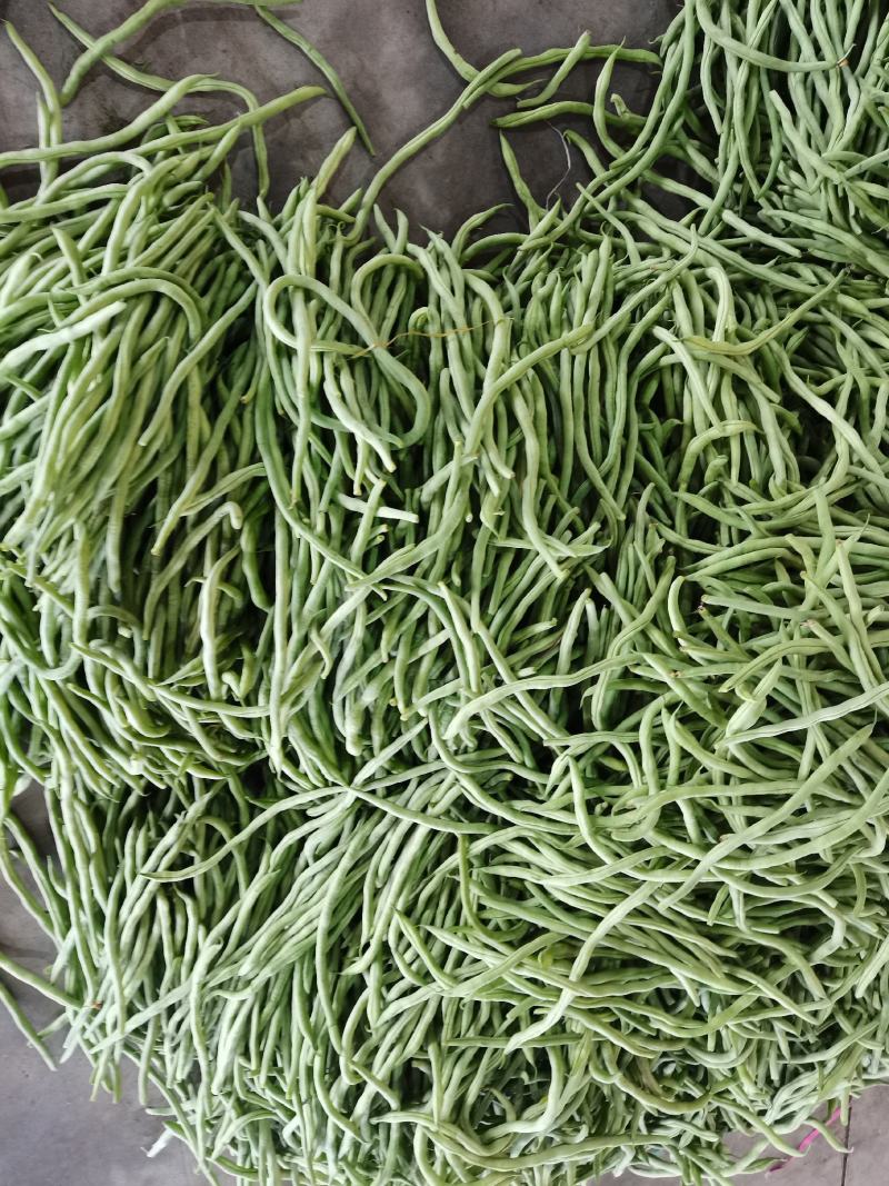 绿无丝无筋豆架豆王豆角