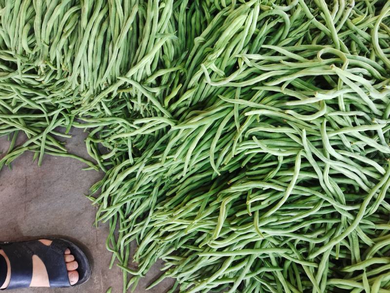 绿无丝无筋豆架豆王豆角