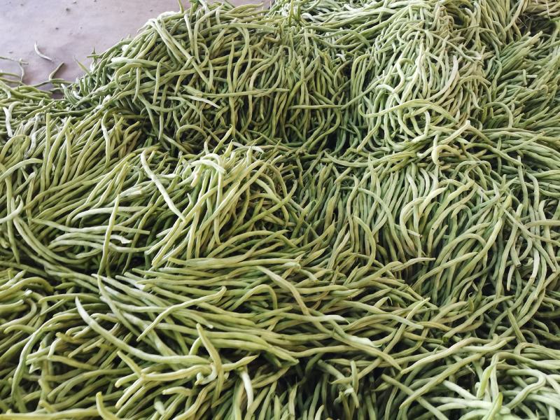 绿无丝无筋豆架豆王豆角