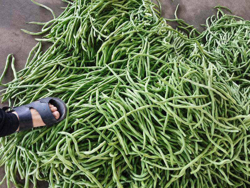 绿无丝无筋豆架豆王豆角