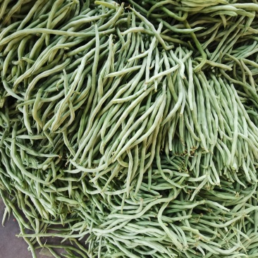 绿无丝无筋豆架豆王豆角