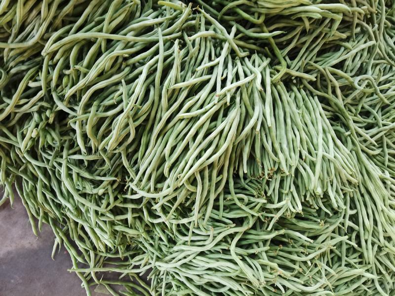 绿无丝无筋豆架豆王豆角