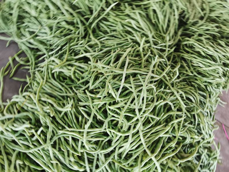 绿无丝无筋豆架豆王豆角