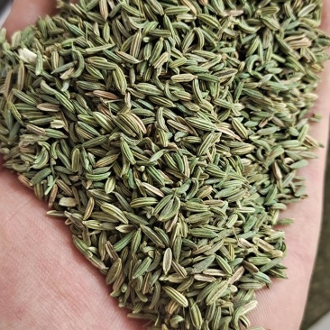 甘肃金塔精品纯绿小茴香