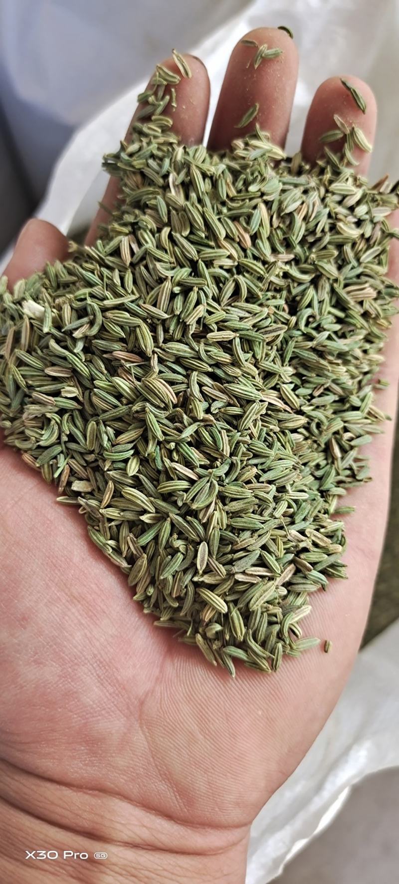 甘肃金塔精品纯绿小茴香