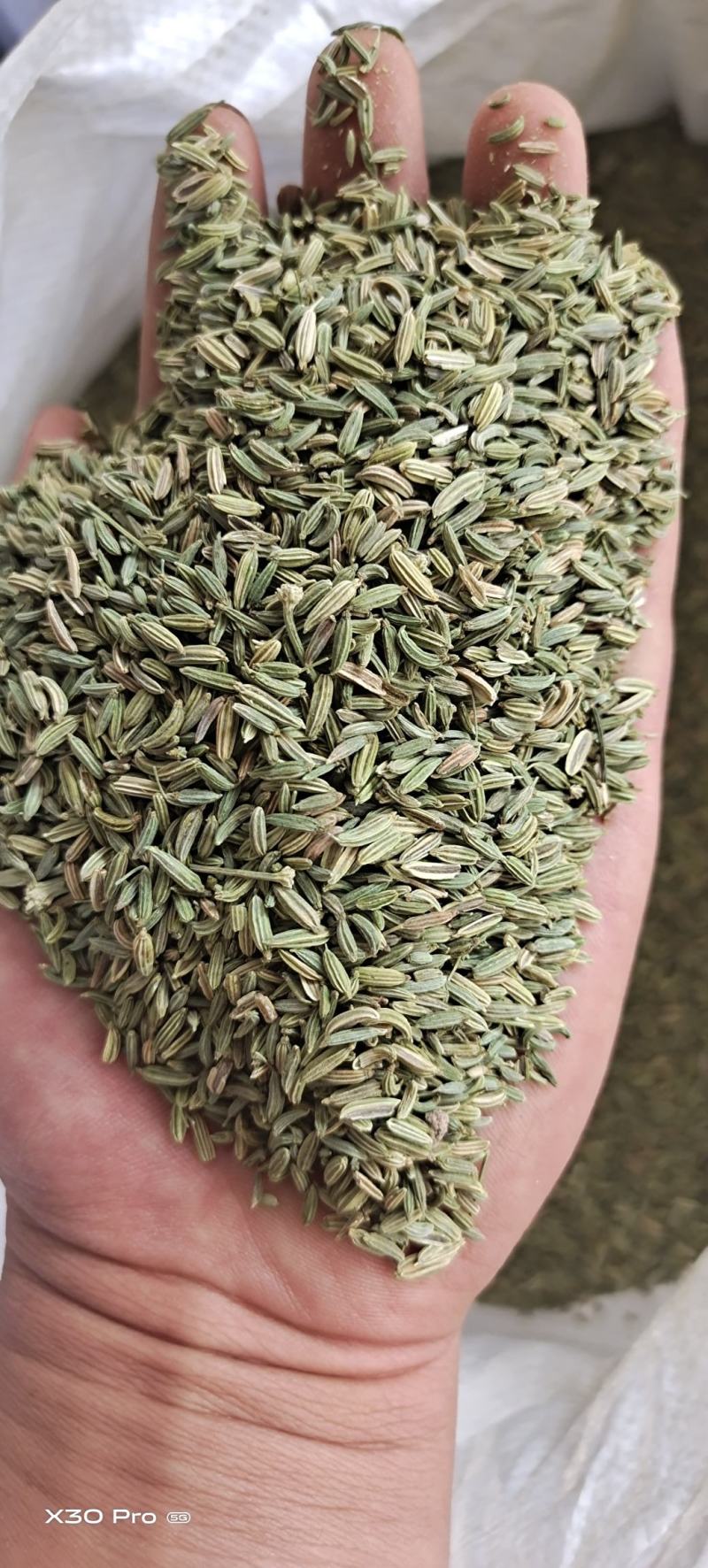 甘肃金塔精品纯绿小茴香