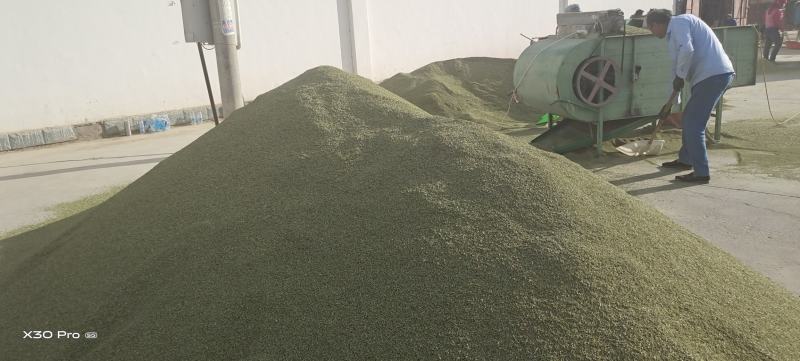 甘肃金塔精品纯绿小茴香