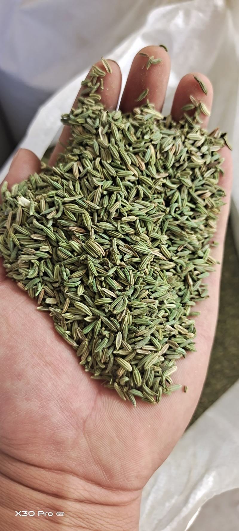 甘肃金塔精品纯绿小茴香