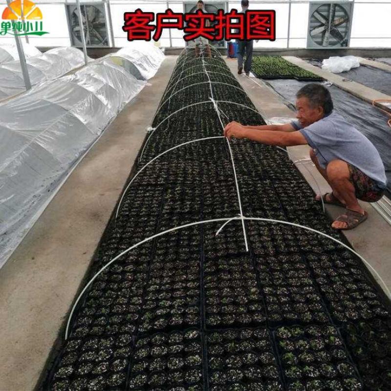 小拱棚支架农用蔬菜棚花卉育苗保温玻璃纤维弹力棒大棚骨架花