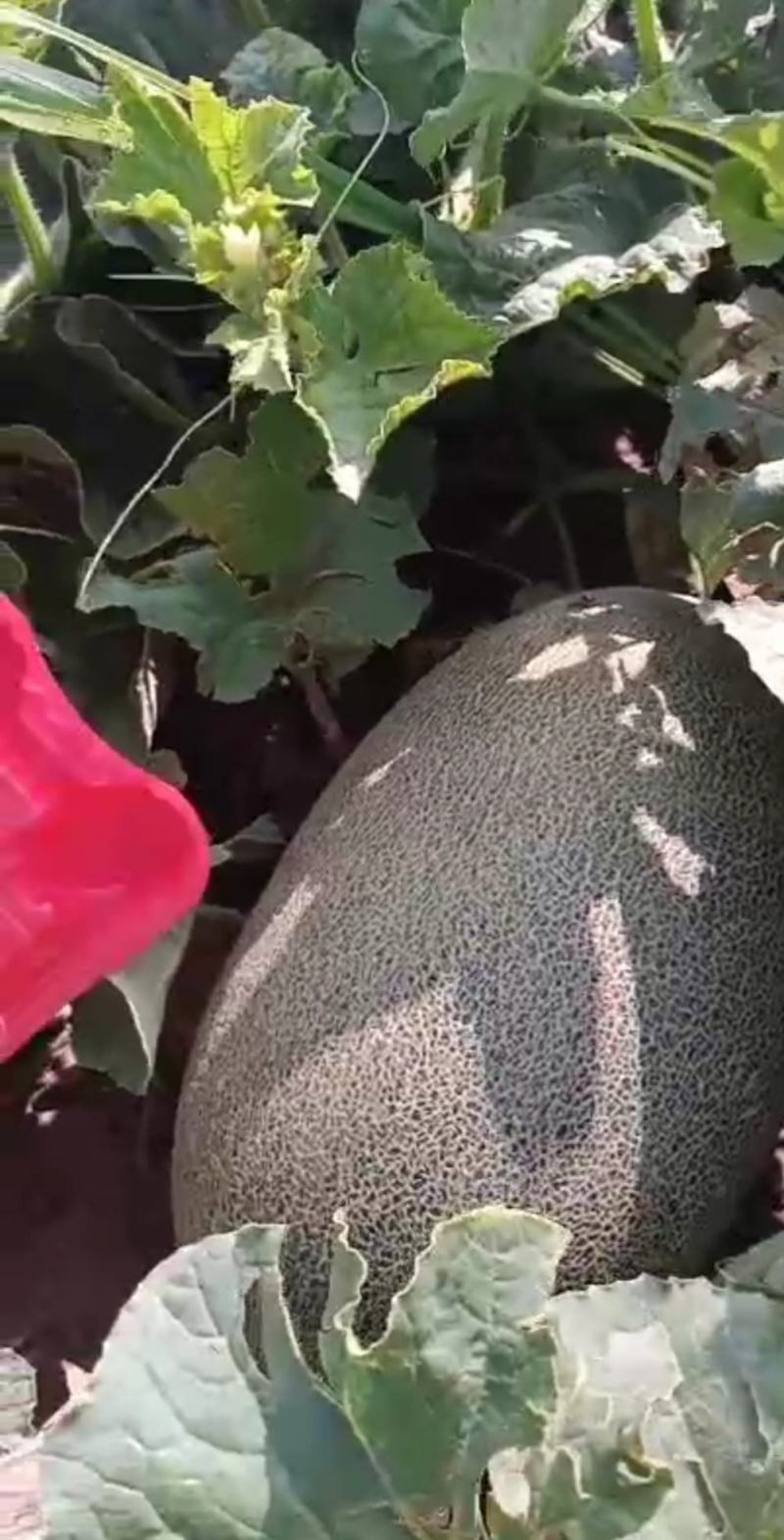 产地直销，货源充足，代购代发，大量上市中