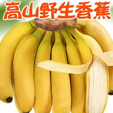广西野生香蕉高山香甜大香蕉新鲜当季水果10斤芭蕉5包邮小
