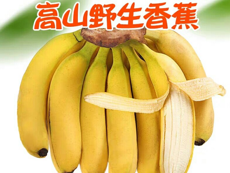 广西野生香蕉高山香甜大香蕉新鲜当季水果10斤芭蕉5包邮小