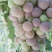 甘肃临泽露地沙漠红提葡萄