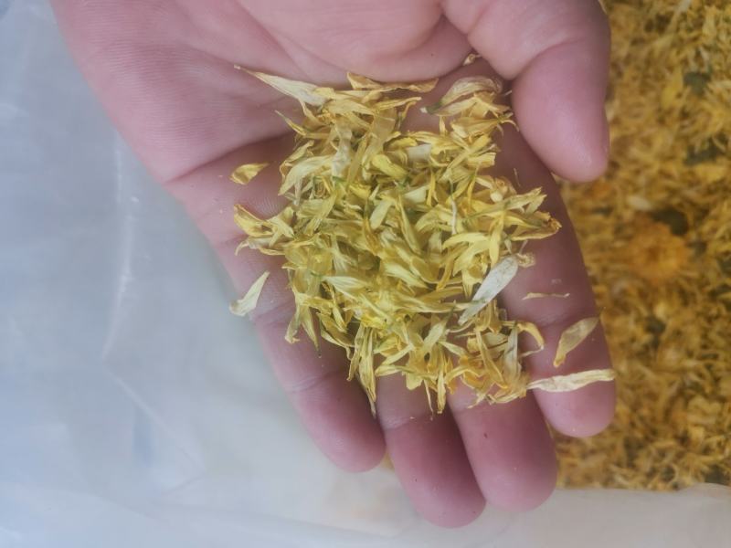 金丝皇菊花瓣婺源皇菊花瓣黄山贡菊花瓣花沫子中药材原料