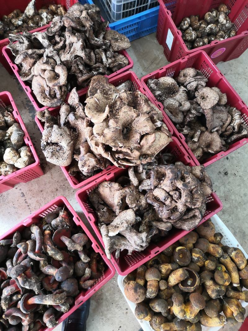 新鲜黑虎掌菌产地一件代发批发顺丰包邮