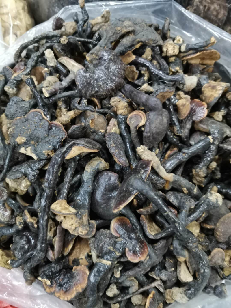 野生粗脚肉灵芝不苦口味适中泡茶煲汤养生老少适宜