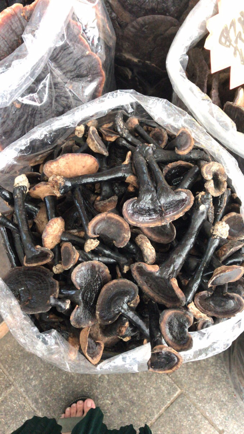 野生粗脚肉灵芝不苦口味适中泡茶煲汤养生老少适宜