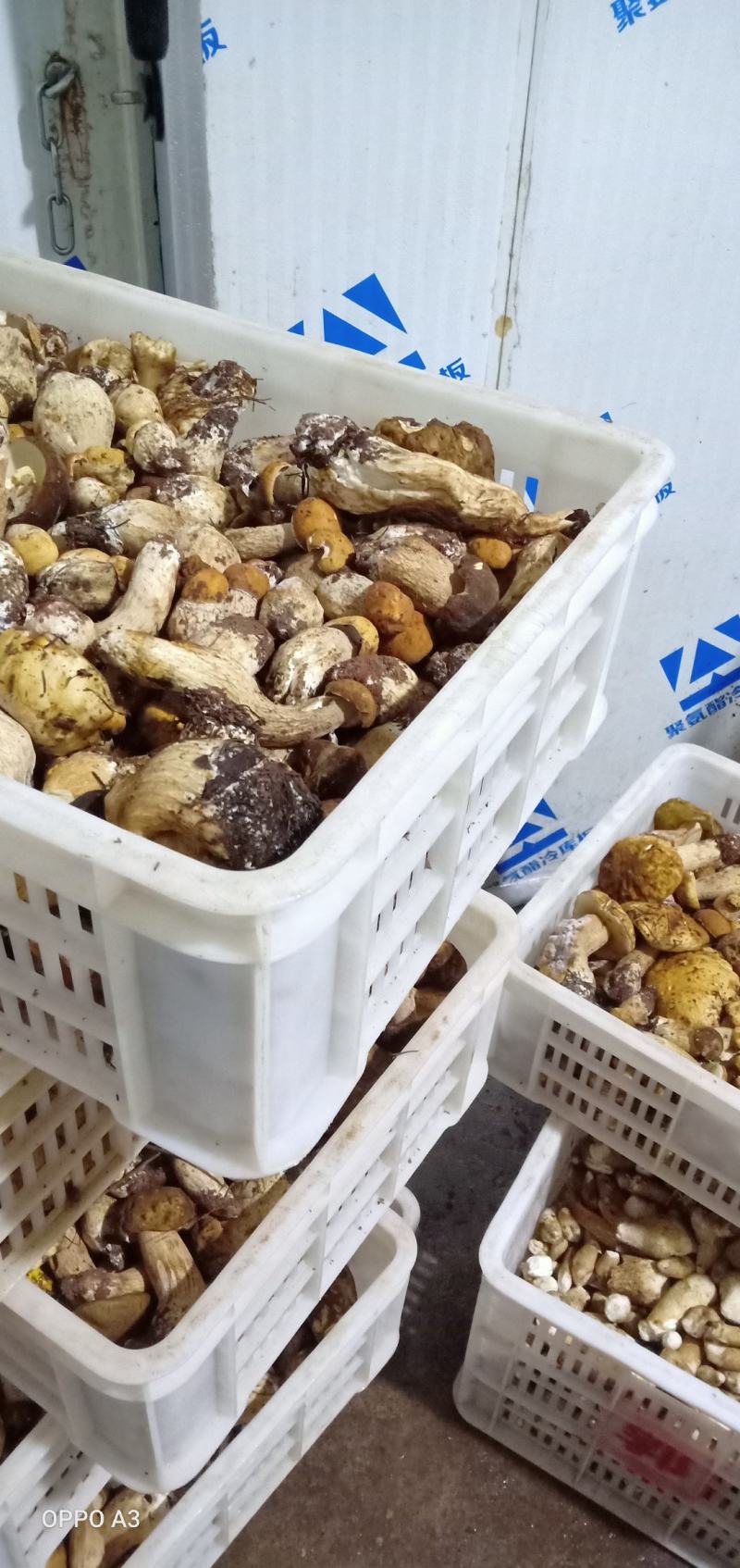 美味牛肝菌，来自大自然的美食