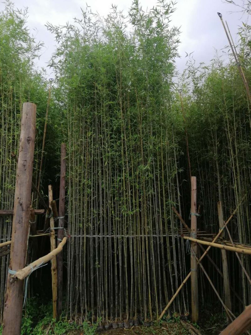 郴州刚竹袋苗，广东刚竹，湖南刚竹
