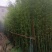 郴州刚竹袋苗，广东刚竹，湖南刚竹