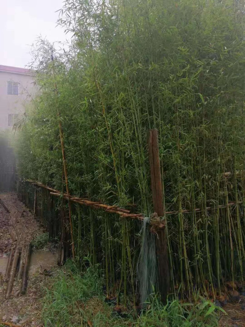 郴州刚竹袋苗，广东刚竹，湖南刚竹