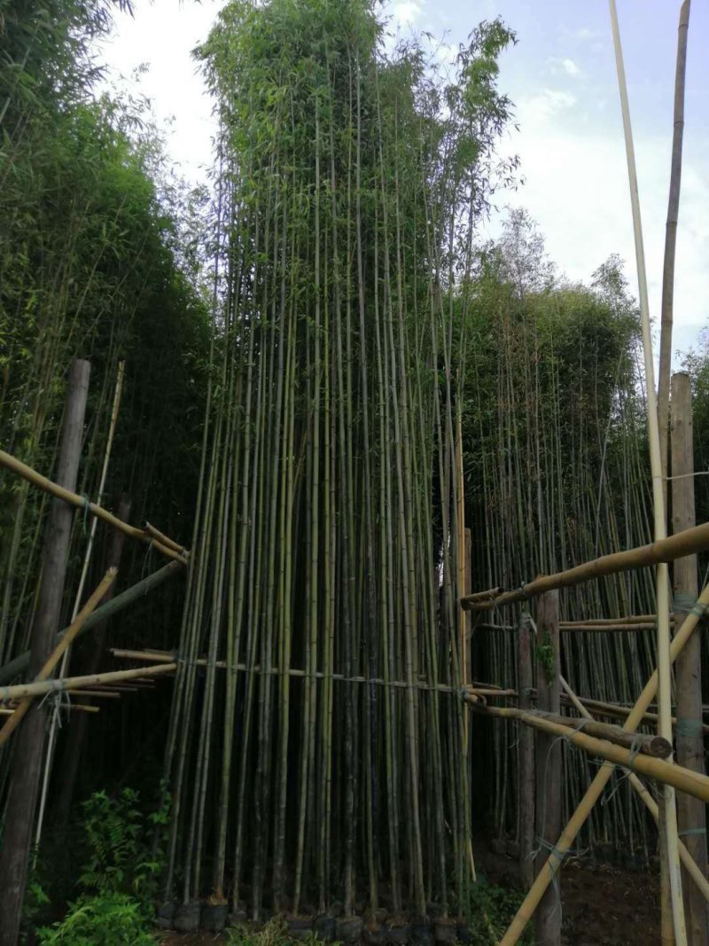 郴州刚竹袋苗，广东刚竹，湖南刚竹