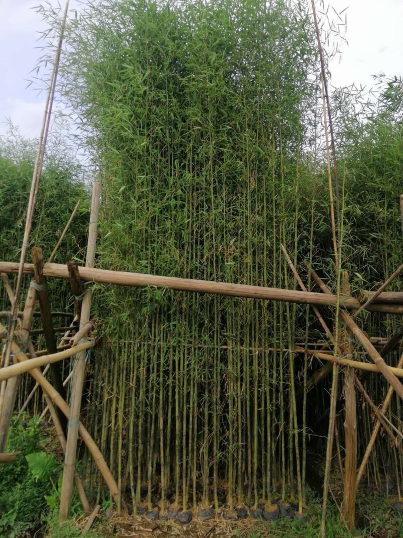 郴州刚竹袋苗，广东刚竹，湖南刚竹