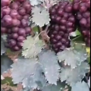 专业种植，产地一手货源。