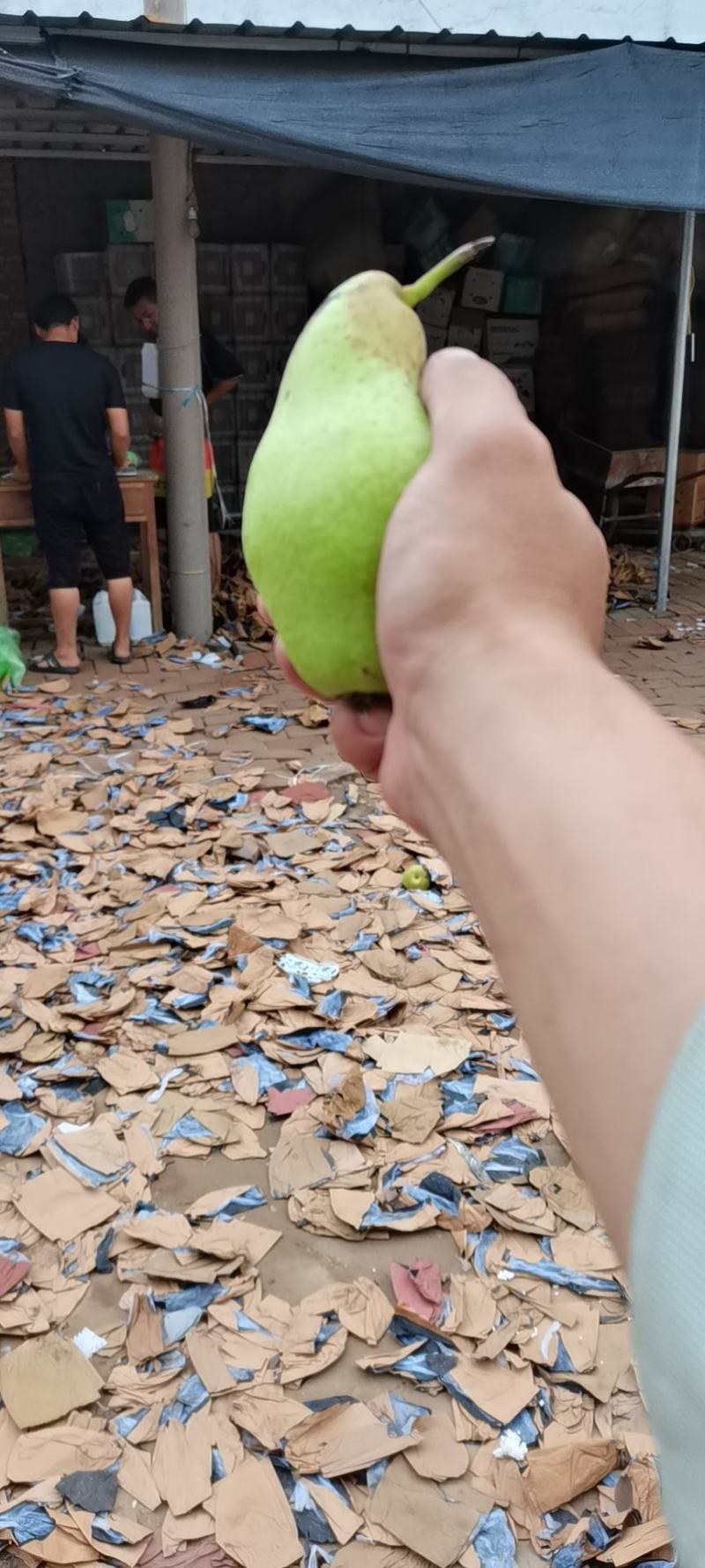 贵妃梨，鸭光梨，茄梨，大头梨，巴梨，克拉梨，洋梨