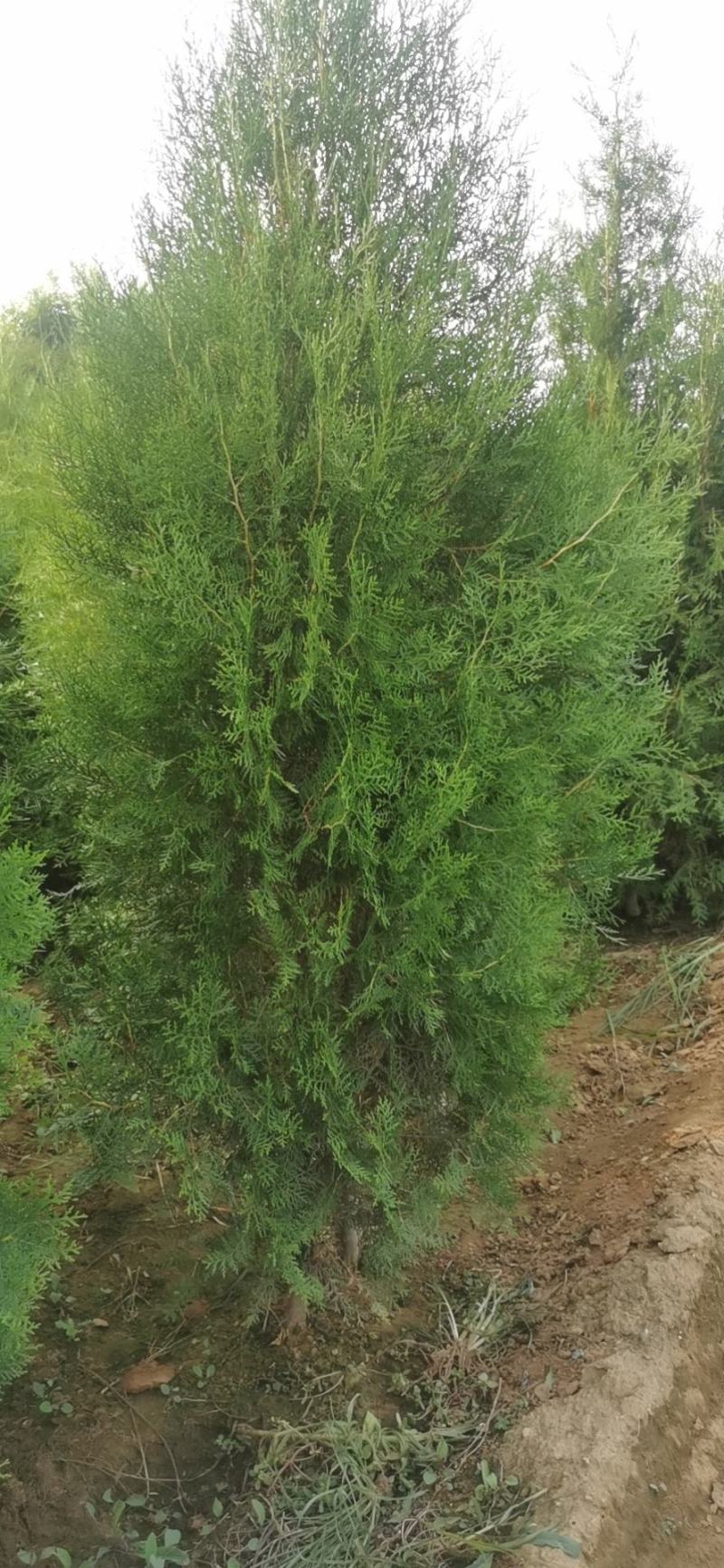 侧柏，大田苗，营养杯苗，各种规格，