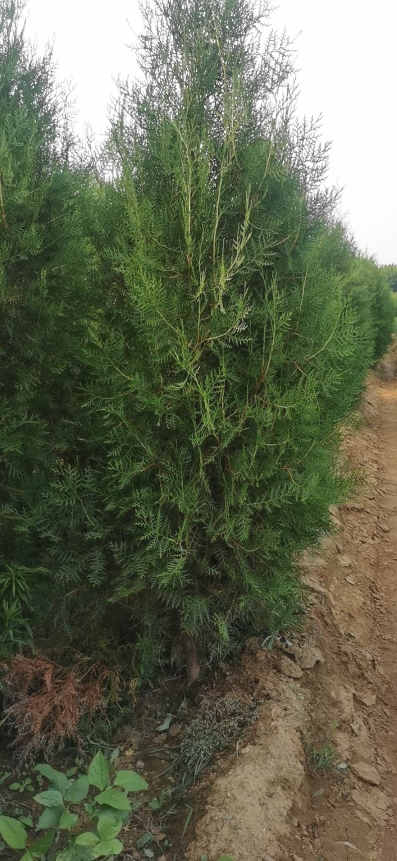 侧柏，大田苗，营养杯苗，各种规格，