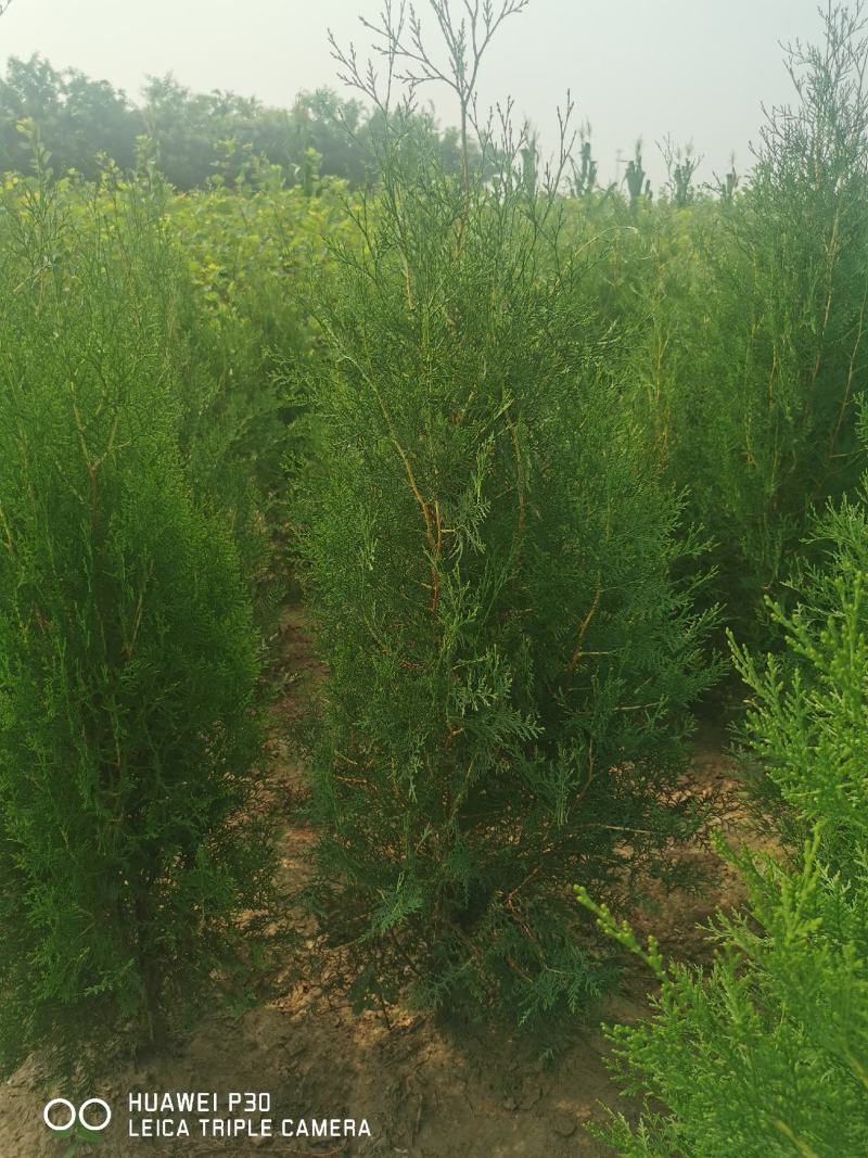 侧柏，大田苗，营养杯苗，各种规格，