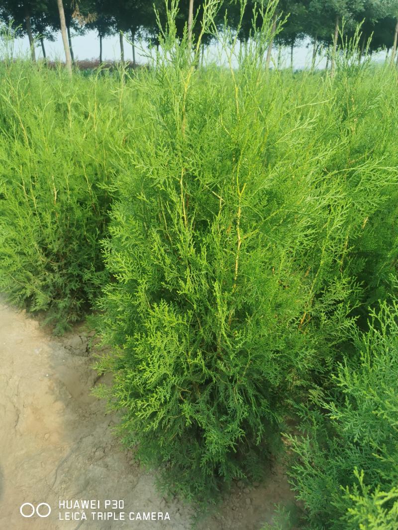 侧柏，大田苗，营养杯苗，各种规格，