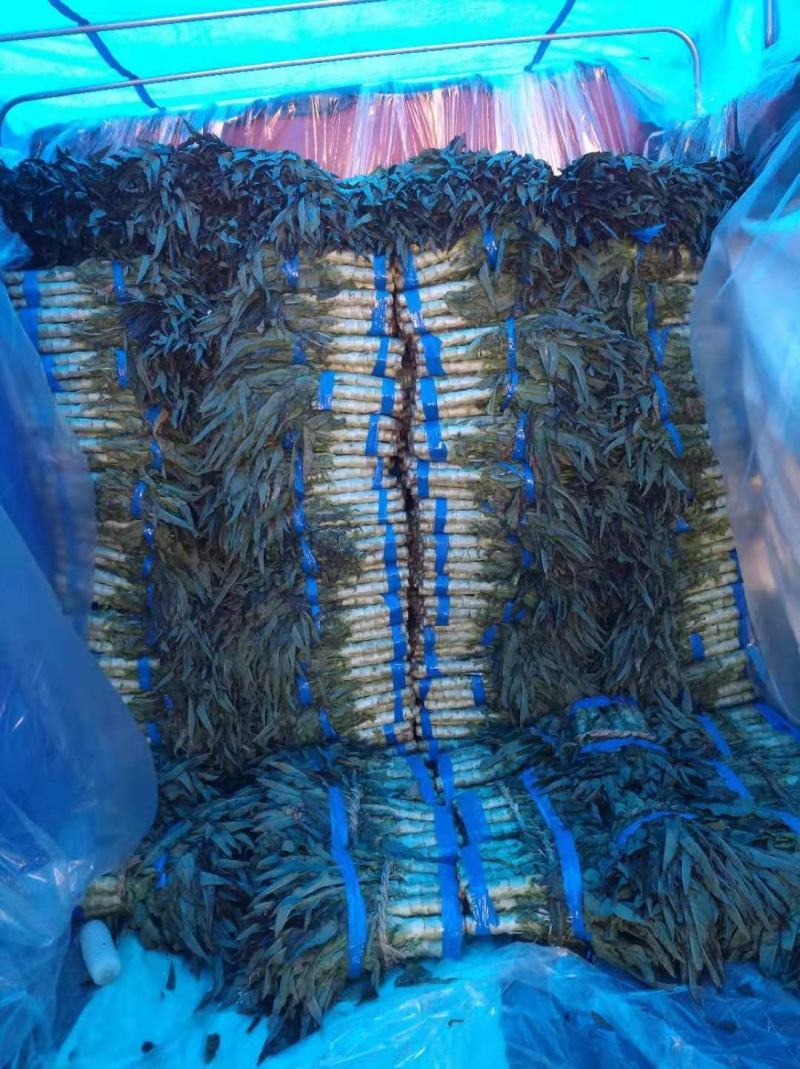 红叶香莴苣莴笋大量上市产地直发，品质保证货源充足