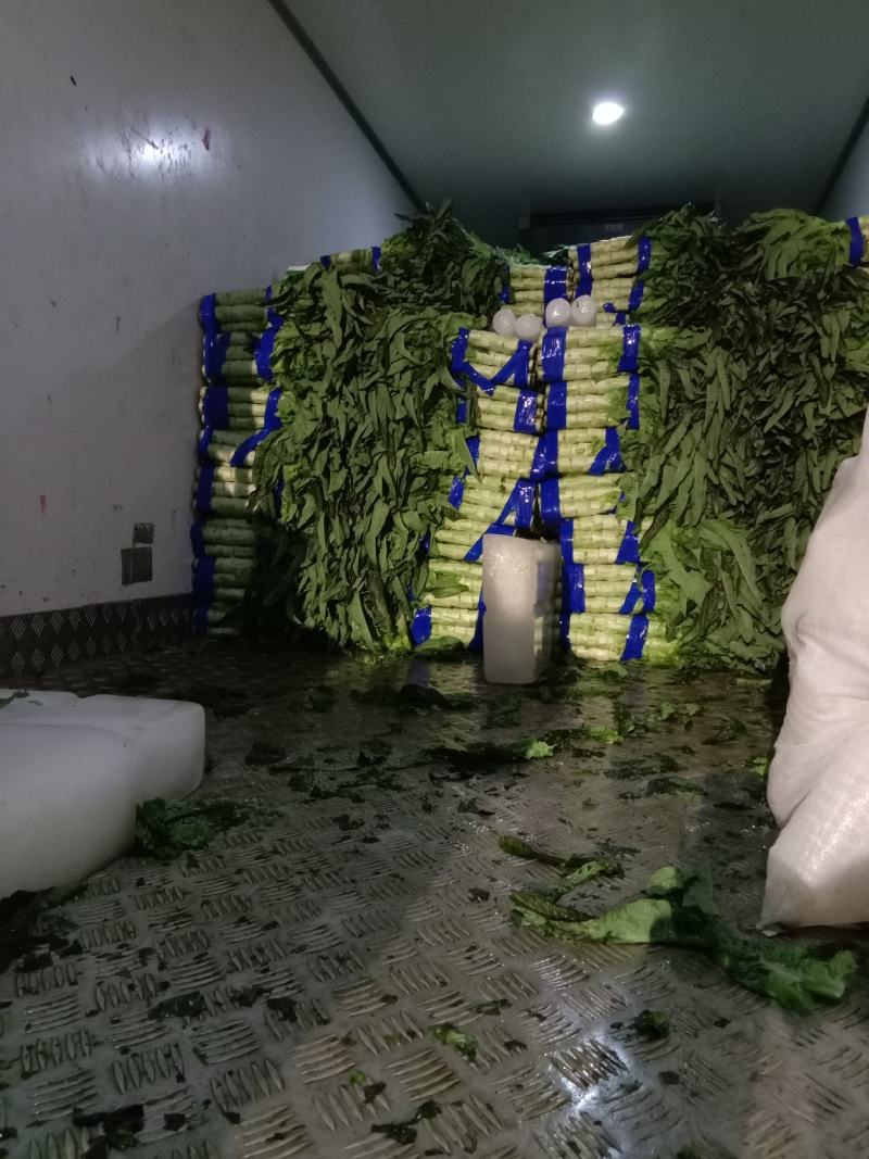 红叶香莴苣莴笋大量上市产地直发，品质保证货源充足